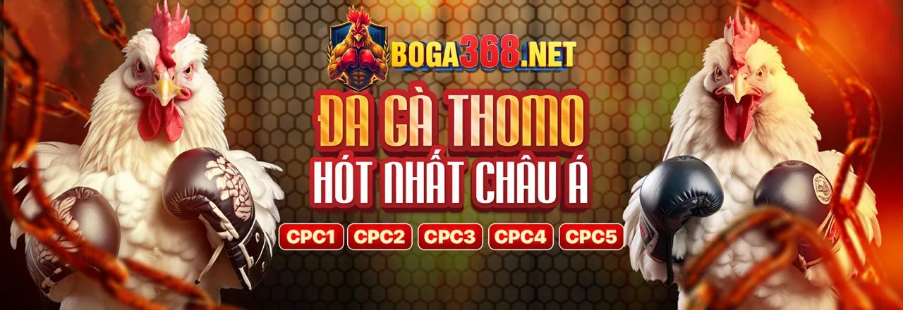 Đá Gà Thomo Trực Tiếp Hấp Dẫn 2026
